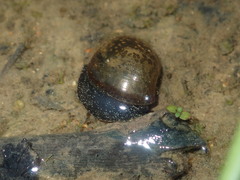 Bullastra lessoni