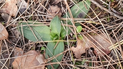 Ophrys lutea