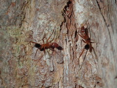 Leptomyrmex cnemidatus