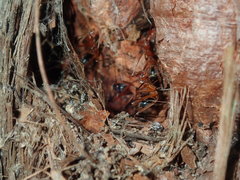 Leptomyrmex cnemidatus