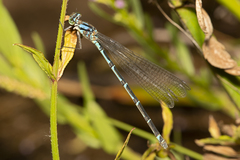 Caliagrion billinghursti