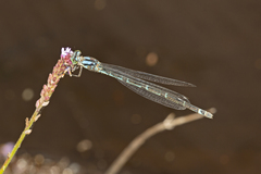 Caliagrion billinghursti