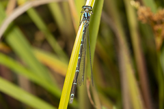 Caliagrion billinghursti