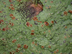 Pannaria implexa