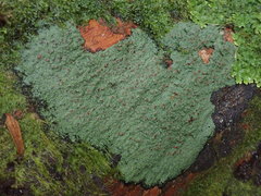 Pannaria implexa