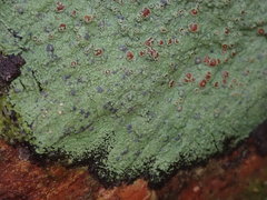 Pannaria implexa