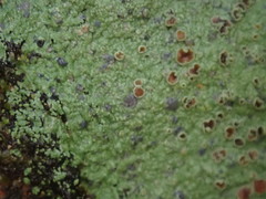 Pannaria implexa