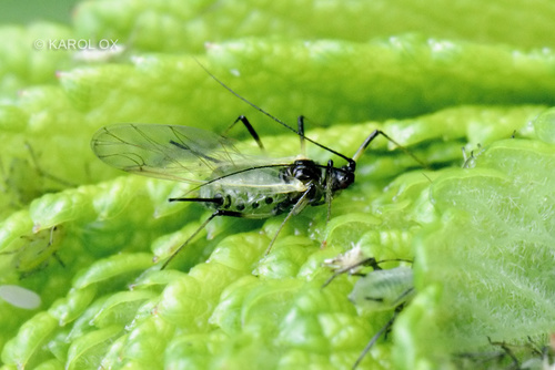 voška ružová (Macrosiphum rosae)