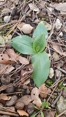 Ophrys fusca