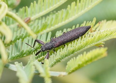 Rhinotia phoenicoptera
