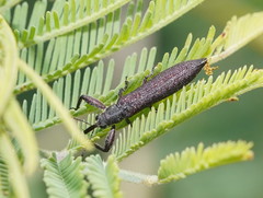 Rhinotia phoenicoptera