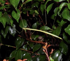 Candovia annulata