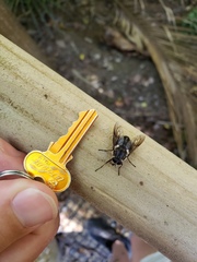 Scaptia adrel