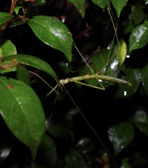 Candovia annulata