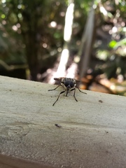 Scaptia adrel