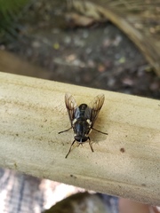 Scaptia adrel