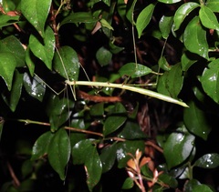 Candovia annulata