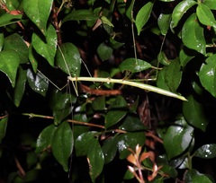 Candovia annulata