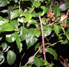 Candovia strumosa