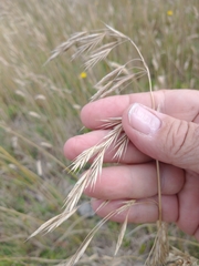Bromus auleticus