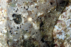 Meridiastra occidens