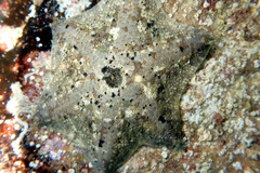 Meridiastra occidens