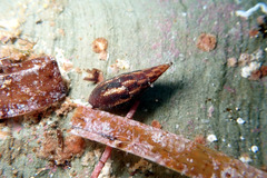 Mitrella lincolnensis