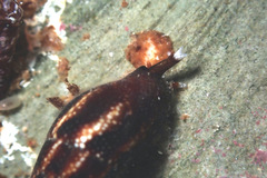 Mitrella lincolnensis