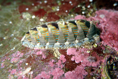 Rhyssoplax diaphora