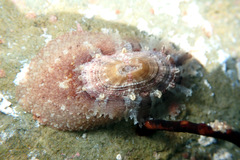 Amblychilepas oblonga