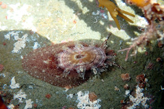 Amblychilepas oblonga
