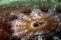 Amblychilepas oblonga