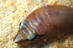 Aspasmogaster tasmaniensis