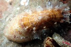 Amblychilepas oblonga