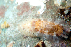 Amblychilepas oblonga