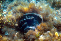 Psammocinia