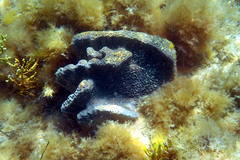 Psammocinia