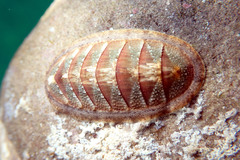 Ischnochiton contractus
