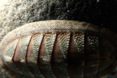 Ischnochiton contractus
