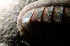 Ischnochiton contractus