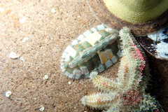 Ischnochiton smaragdinus