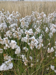 Androtrichum trigynum