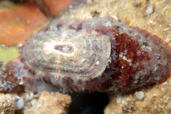 Amblychilepas oblonga