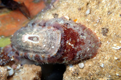 Amblychilepas oblonga