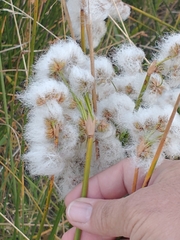 Androtrichum trigynum