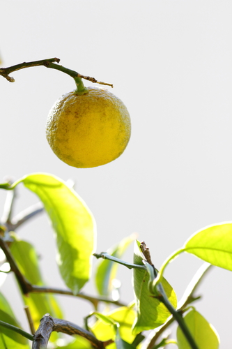 Ichang Papeda (Citrus cavaleriei) · iNaturalist