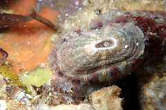 Amblychilepas oblonga