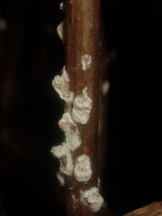 Pulvinaria hydrangeae