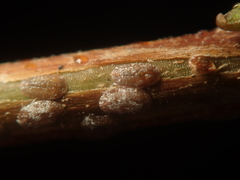 Pulvinaria hydrangeae