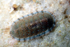 Ischnochiton thomasi